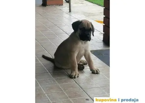 Presa Canario štenci - 1/10