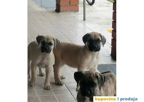 Presa Canario štenci - 2/10