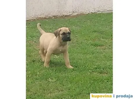 Presa Canario štenci - 3/10