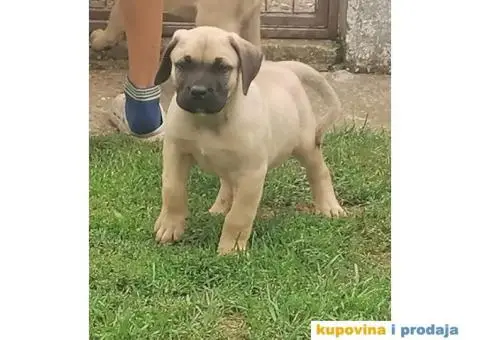 Presa Canario štenci - 4/10