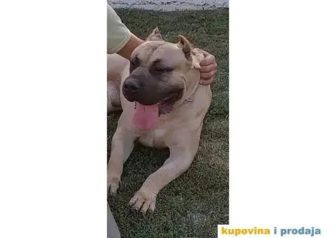 Presa Canario štenci - 5/10