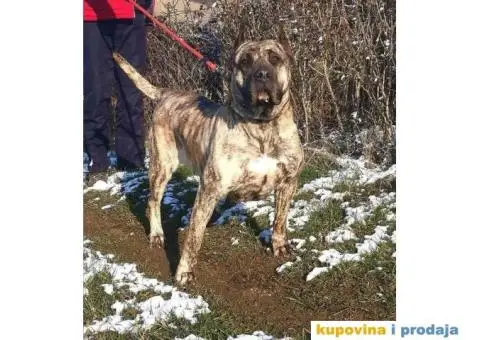 Presa Canario štenci - 6/10