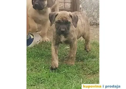 Presa Canario štenci - 7/10