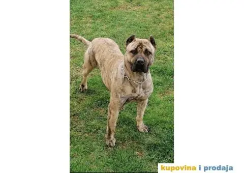 Presa Canario štenci - 8/10