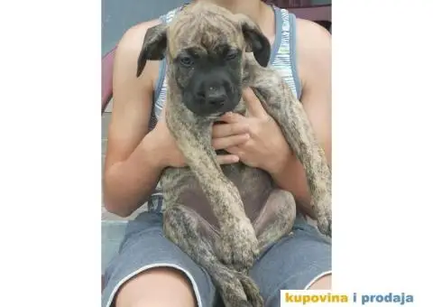 Presa Canario štenci - 9/10