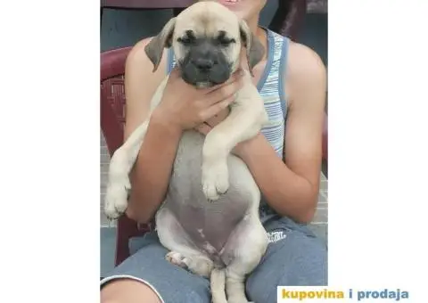 Presa Canario štenci - 10/10