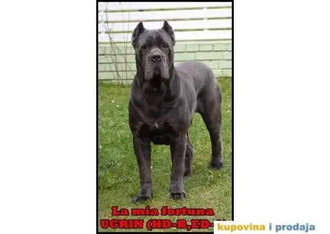 Kane Korso štenci - 1/5