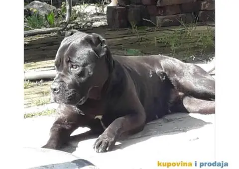 Kane Korso štenci - 2/5