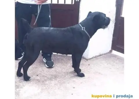 Kane Korso štenci - 3/5