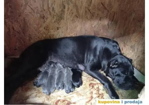 Kane Korso štenci - 4/5