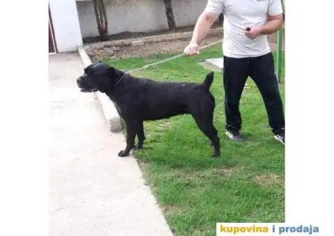 Kane Korso štenci - 5/5