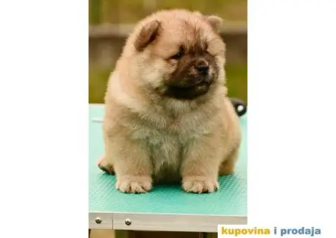Chow Chow Čau čau štenci - 1/4