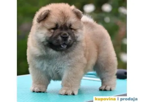 Chow Chow Čau čau štenci - 2/4