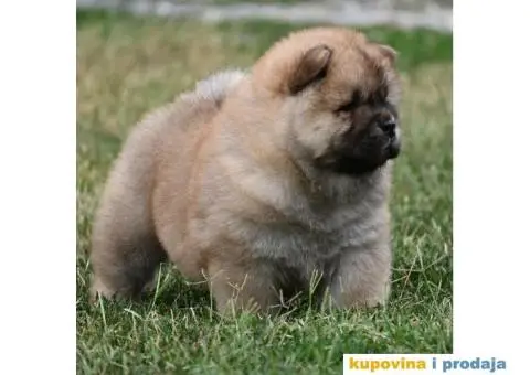 Chow Chow Čau čau štenci - 3/4