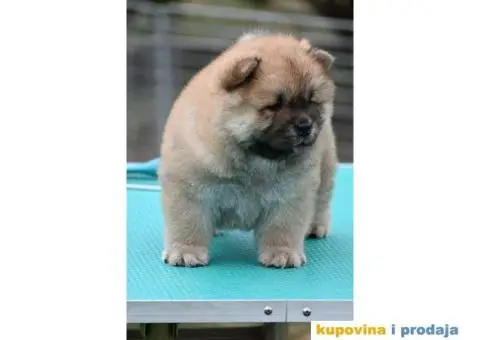 Chow Chow Čau čau štenci - 4/4