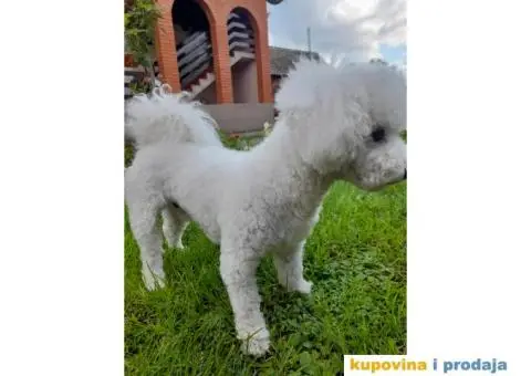 Toni trazi devojku za parenje - 1/5