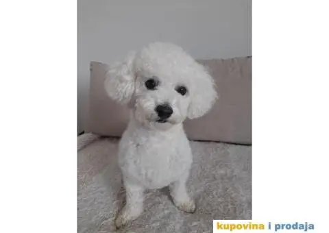 Toni trazi devojku za parenje - 2/5