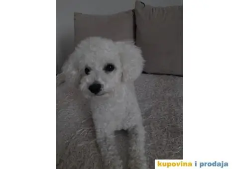 Toni trazi devojku za parenje - 3/5