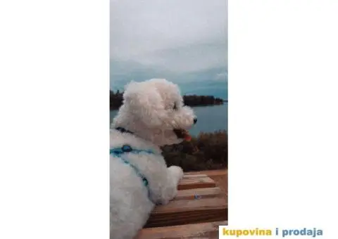 Toni trazi devojku za parenje - 4/5