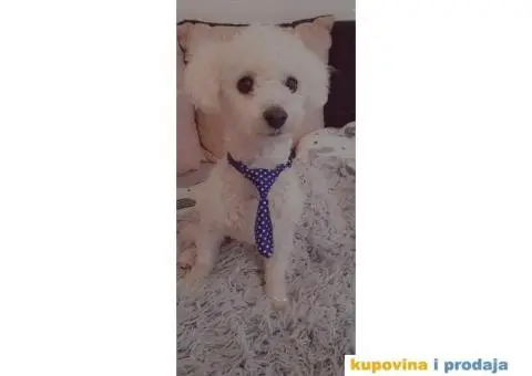 Toni trazi devojku za parenje - 5/5