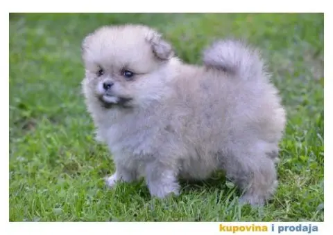 Pomeranac prelepi štenci - 1/10