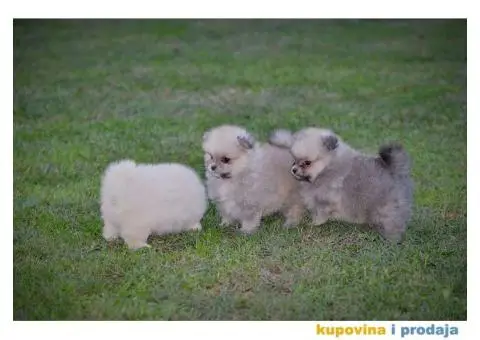 Pomeranac prelepi štenci - 2/10