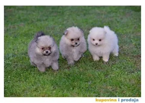 Pomeranac prelepi štenci - 3/10