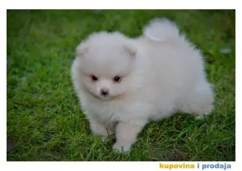 Pomeranac prelepi štenci - 4/10