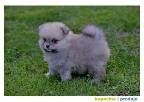 Pomeranac prelepi štenci - 5/10