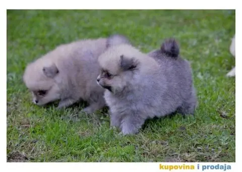 Pomeranac prelepi štenci - 6/10