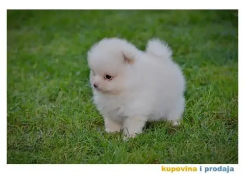 Pomeranac prelepi štenci - 7/10