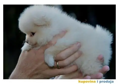 Pomeranac prelepi štenci - 8/10