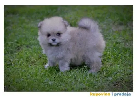 Pomeranac prelepi štenci - 9/10