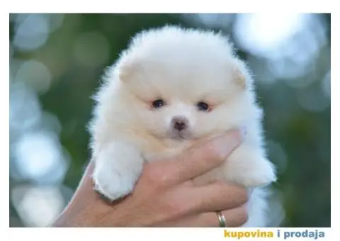 Pomeranac prelepi štenci - 10/10