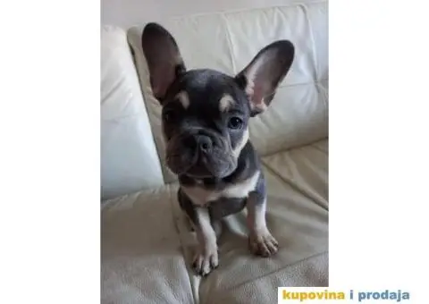 Francuski Buldog - 1/5