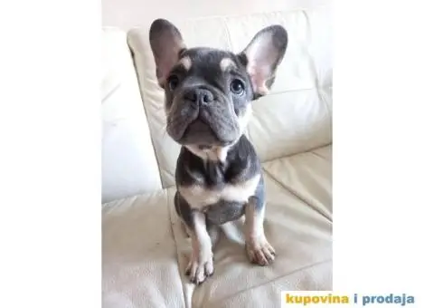 Francuski Buldog - 2/5