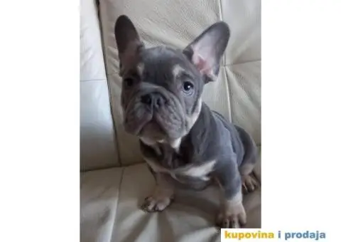 Francuski Buldog - 3/5