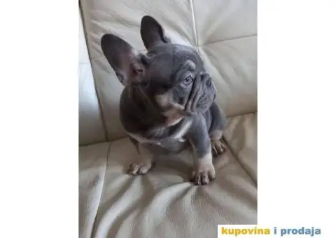 Francuski Buldog - 4/5