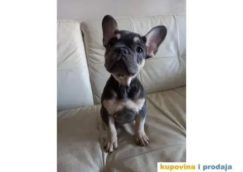Francuski Buldog - 5/5