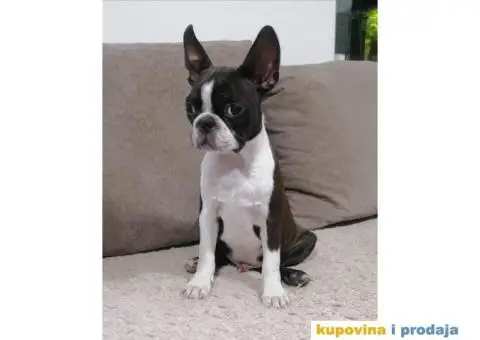 Boston Terijer - 1/4