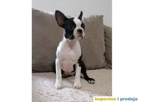 Boston Terijer - 2/4