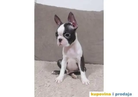 Boston Terijer - 3/4