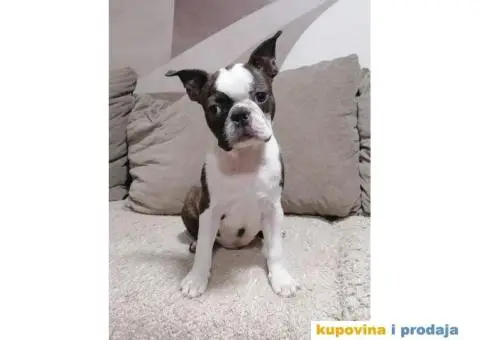 Boston Terijer - 4/4