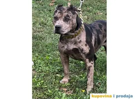 Američki Pitbull terijer parenje - 1/6