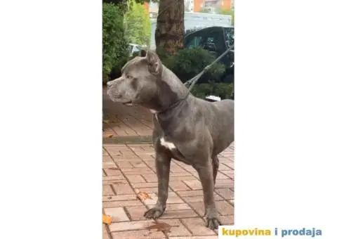 Američki Pitbull terijer parenje - 4/6