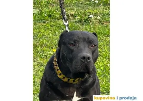 Američki Pitbull terijer parenje - 5/6