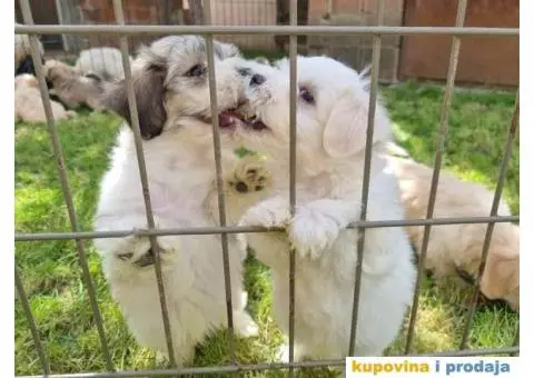 Havanski Bišon štenci - 3/8