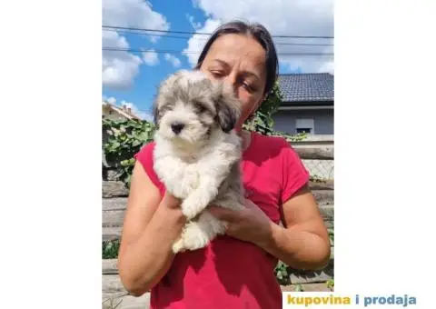 Havanski Bišon štenci - 5/8