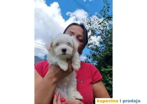 Havanski Bišon štenci - 7/8