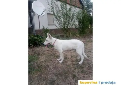 Beli svajcarski ovcar - 1/9